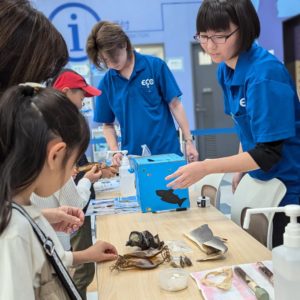 サメの卵 展示イベント【水族館・アクアリスト】